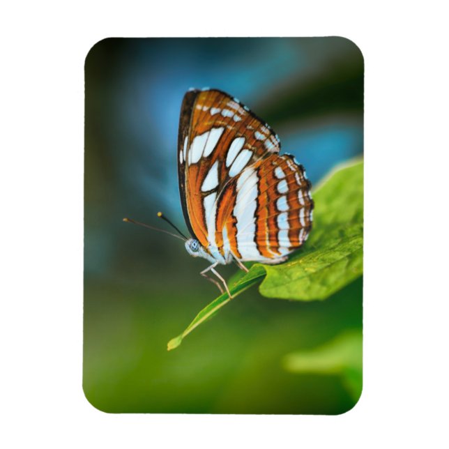 White and Orange Striped Butterfly Magnet (Vertical)
