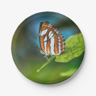White and Orange Striped Butterfly Paper Plates