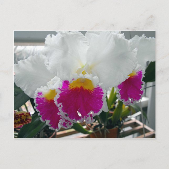 White and Pink Bearded Iris Postcard (Front)
