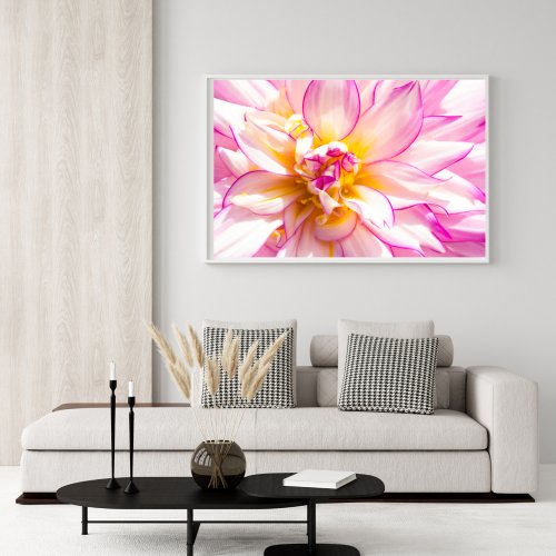 White And Pink Dahlia Poster