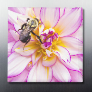 White And Pink Dahlia With Bumble Bee Magnet