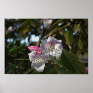 White and Pink Flowers Poster