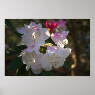 White and Pink Flowers Poster