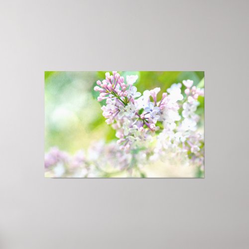 White And Pink Misty Lilacs Canvas Print