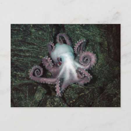White And Pink Octopus Postcard
