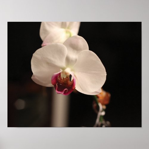 White and Pink Orchid Flower Photo Poster
