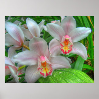 White and Pink Orchids COLOSSAL size Poster