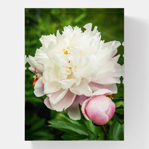 White and Pink Peonies Garden Flowers Paperweight