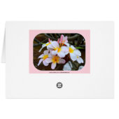 White and Pink Plumeria (Back Horizontal)