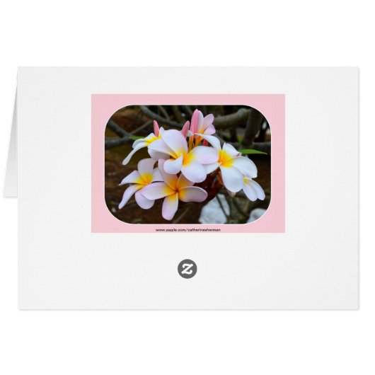 White and Pink Plumeria, Pink Interior (Back Horizontal)