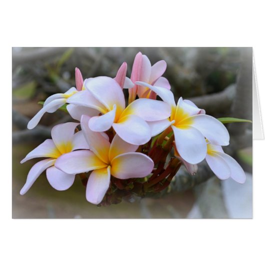 White and Pink Plumeria, Pink Interior (Front Horizontal)