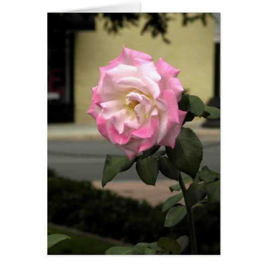White and Pink Rose (Front)