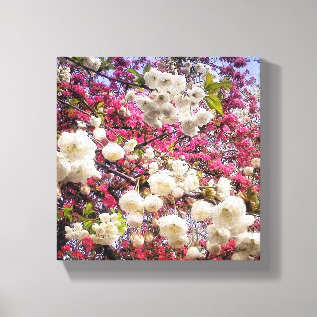 White and pink spring blossom in Wales Canvas Print (Front)