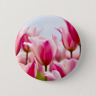 White and pink tulips   button