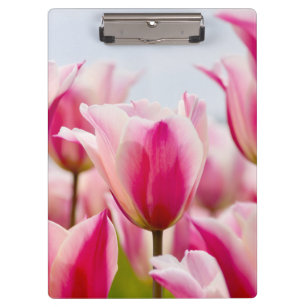White and pink tulips   clipboard
