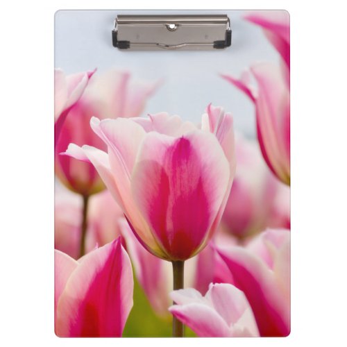 White and pink tulips   clipboard