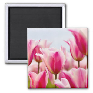 White and pink tulips   magnet