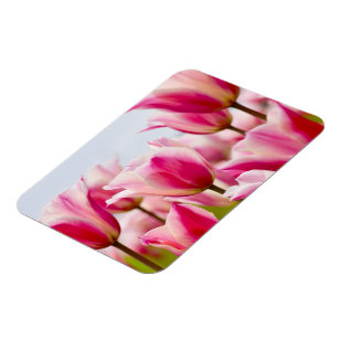 White and pink tulips   magnet
