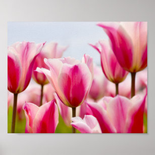 White and pink tulips   poster