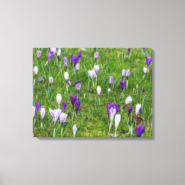 White and purple crocuses view canvas print (Front)