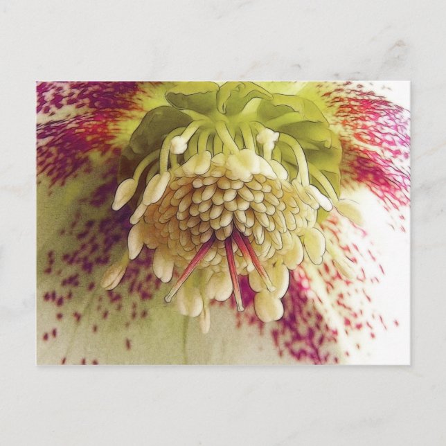 White And Purple Hellebore Postcard (Front)