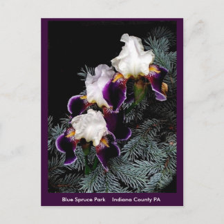 White and Purple Iris Postcard