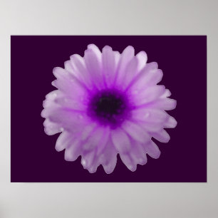 White and Purple Marigold Poster