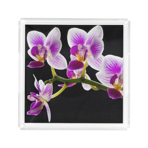 White and purple orchid acrylic tray