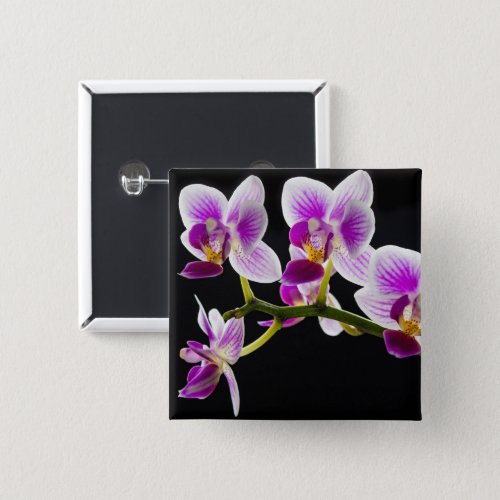 White and purple orchid button