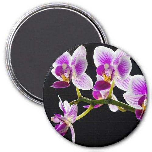 White and purple orchid magnet