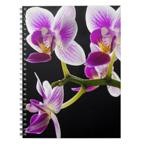 White and purple orchid notebook