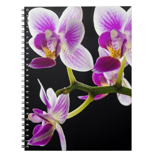 White and purple orchid notebook (Front)