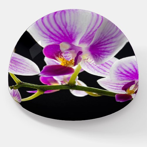 White and purple orchid paperweight