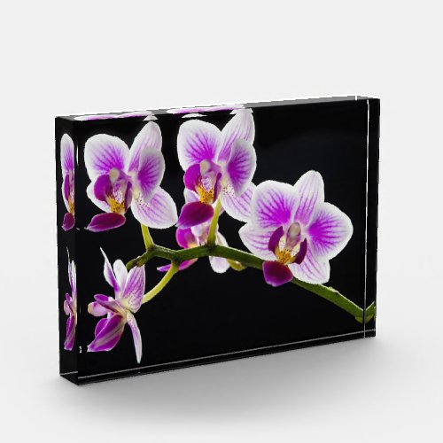 White and purple orchid photo block