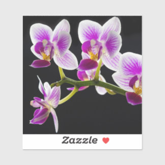 White and purple orchid sticker