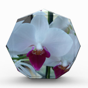 white and purple orchids acrylic award