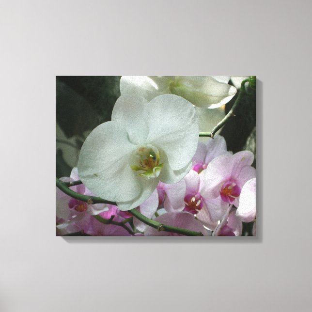 White and Purple Orchids Canvas Print (Front)