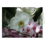 White and Purple Orchids Card