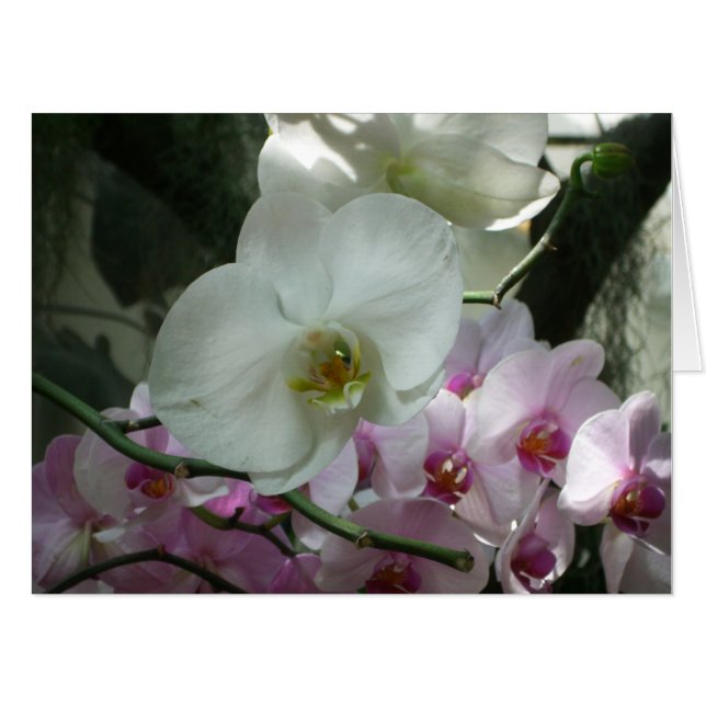 White and Purple Orchids Card (Front Horizontal)