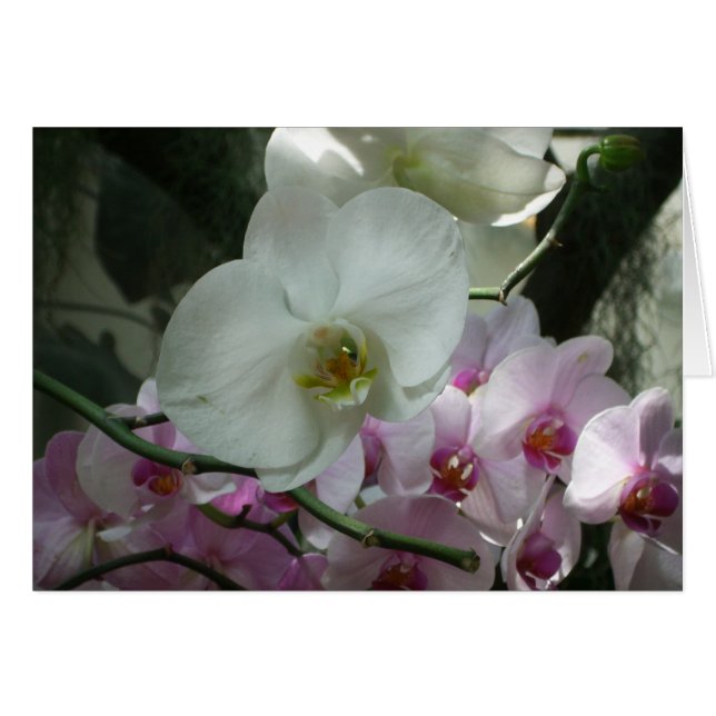 White and Purple Orchids Cards (Front Horizontal)