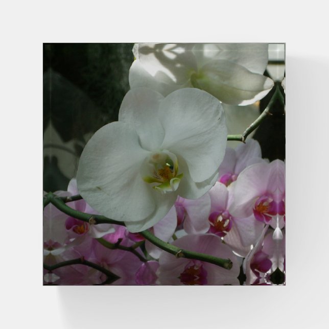 White and Purple Orchids Paperweight (Front)