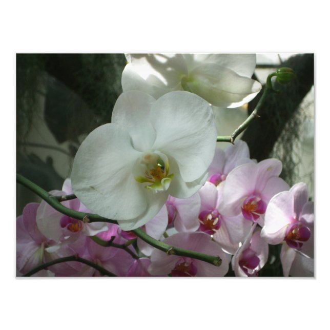 White and Purple Orchids Photo Print (Front)