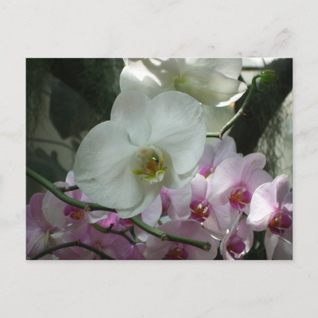 White and Purple Orchids Postcard (Front)