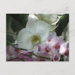 White and Purple Orchids Postcard