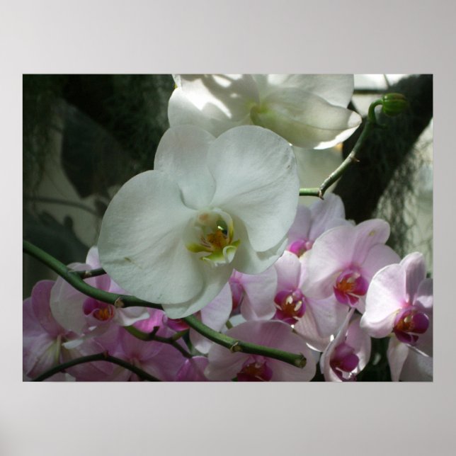 White and Purple Orchids Poster (Front)