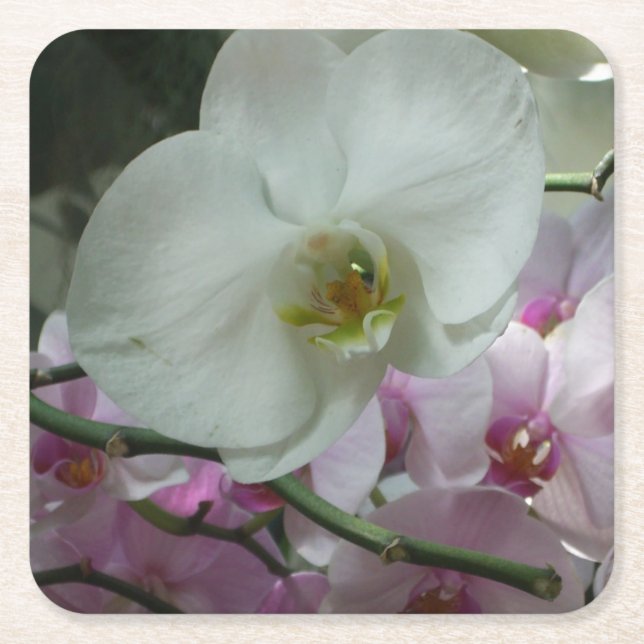 White and Purple Orchids Square Paper Coaster (Front)