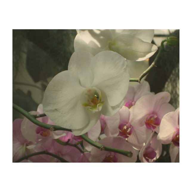 White and Purple Orchids Wood Wall Art (Front)