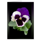 white and purple pansy (Front)