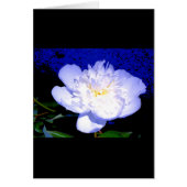 White and purple peony photo (Front)