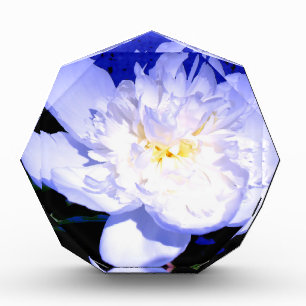 White and purple Peony photo Award